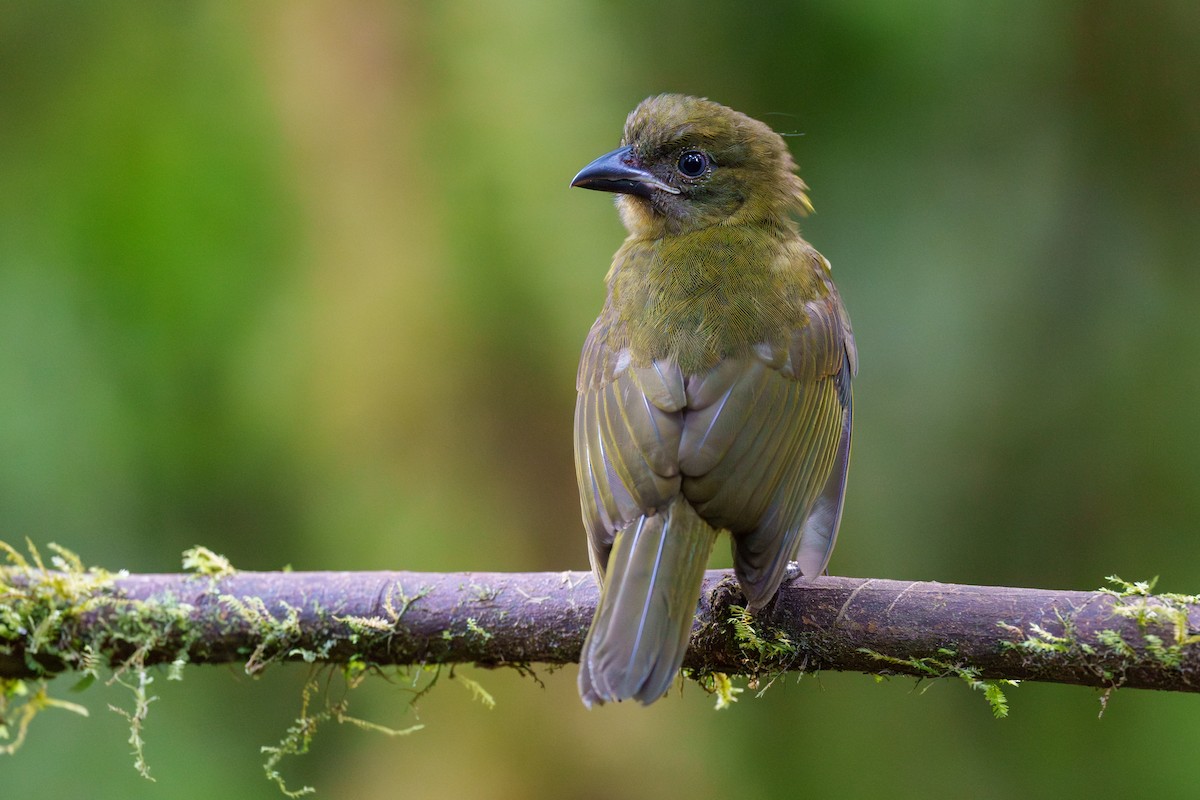 Ochre-breasted Tanager - ML602789761