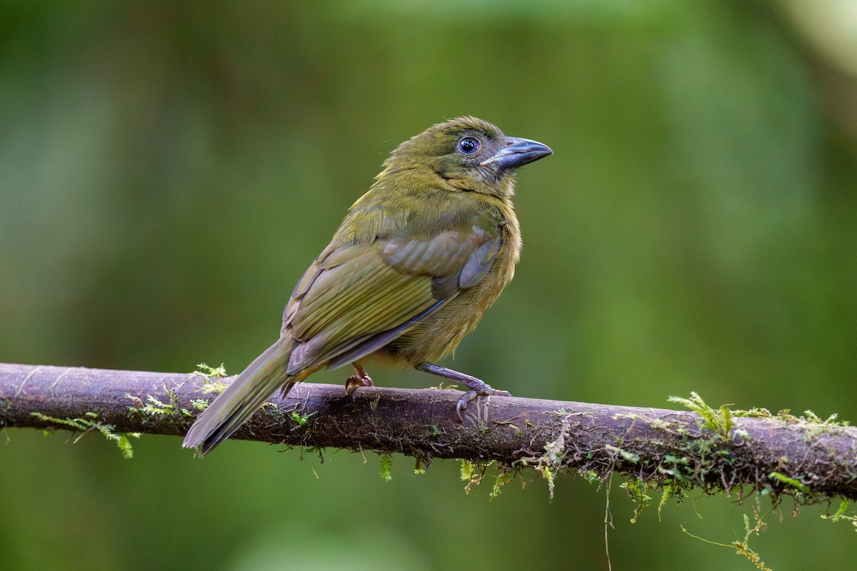 Ochre-breasted Tanager - ML602789771