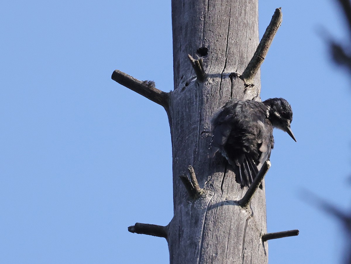 Black-backed Woodpecker - ML602791351