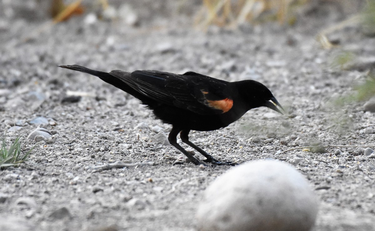 Red-winged Blackbird - Chris Rohrer