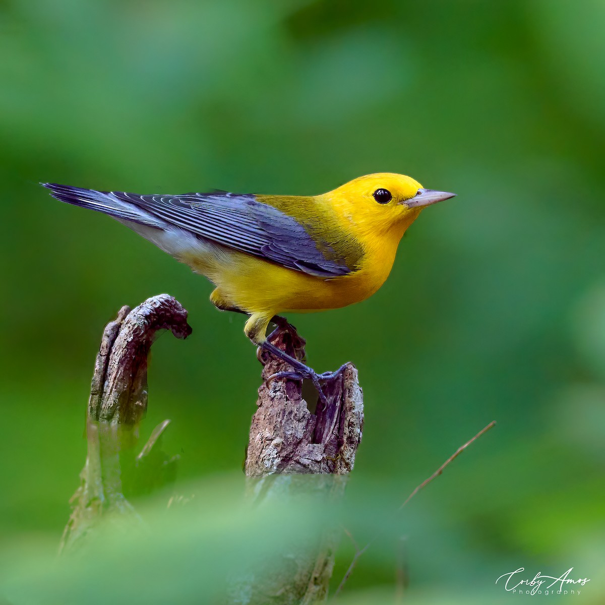 Prothonotary Warbler - ML602797551