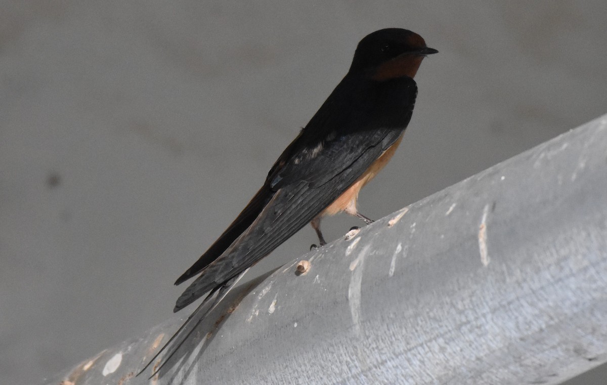 Barn Swallow - ML60280171