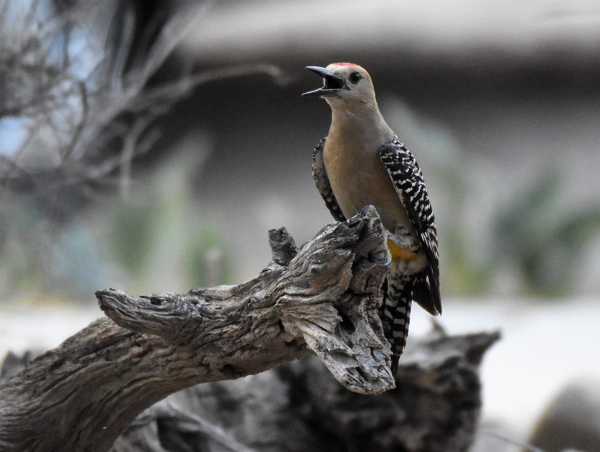 Gila Woodpecker - ML60280301