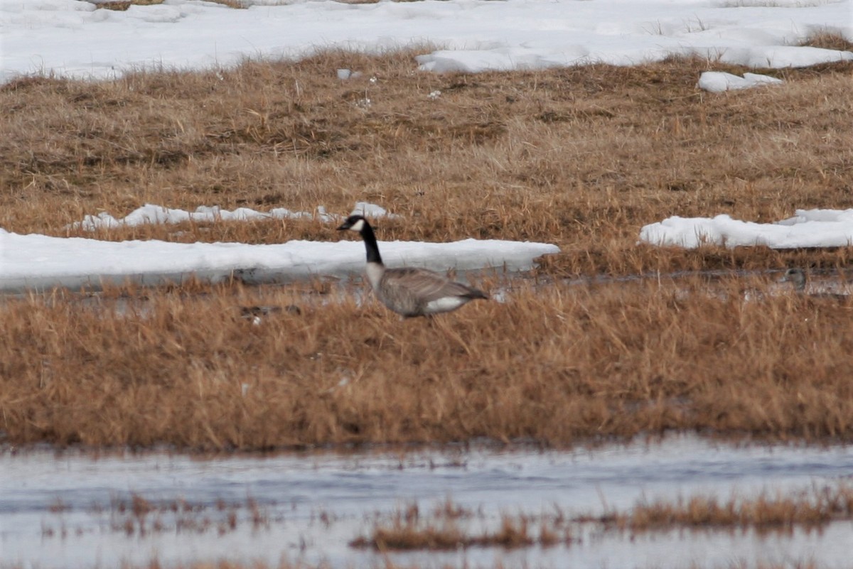 Canada Goose (canadensis Group) - ML60280411