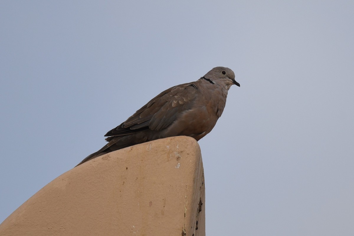 Eurasian Collared-Dove - ML602805311