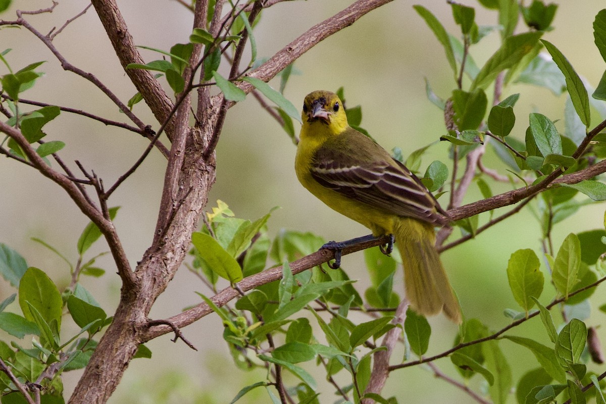 Orchard Oriole - ML602806871