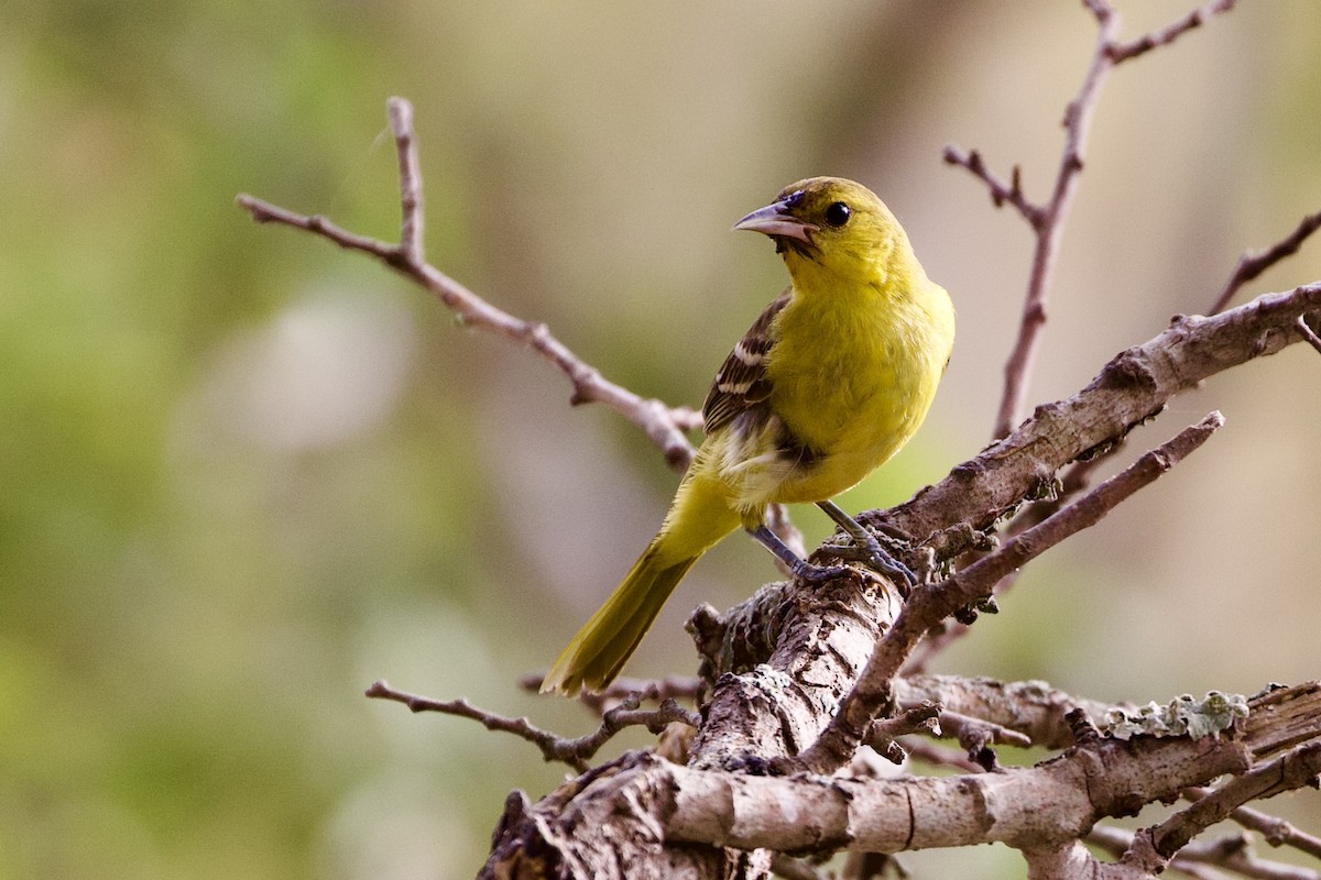 Orchard Oriole - ML602806881