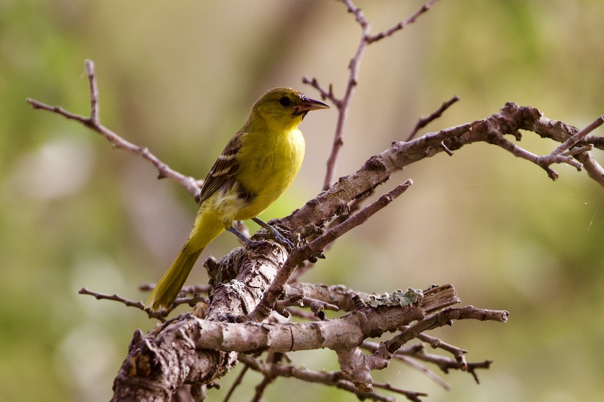 Orchard Oriole - ML602806901