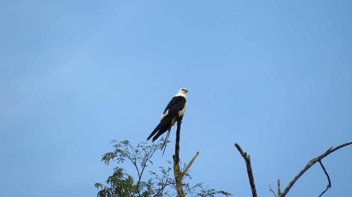 Swallow-tailed Kite - ML60280941