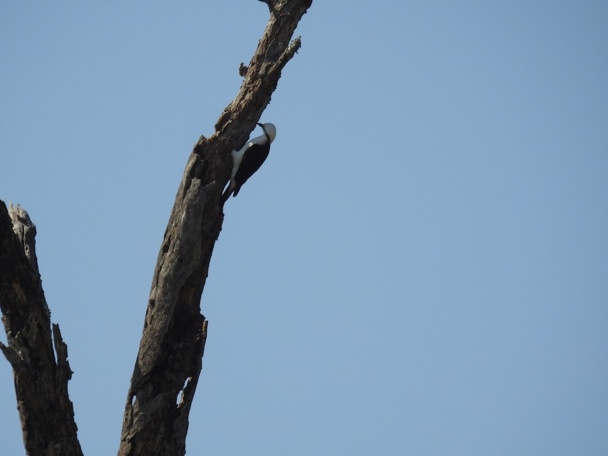 Green-barred Woodpecker - ML602809641