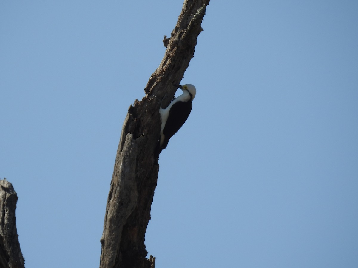 Green-barred Woodpecker - ML602809651