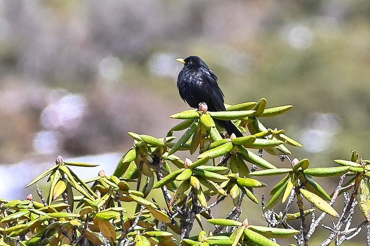 Tibetan Blackbird - ML602812911