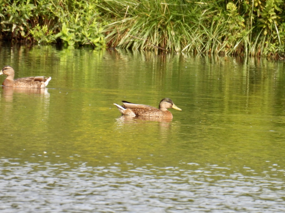 Mallard - ML602815951