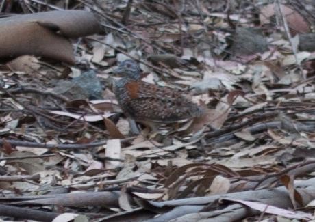 Painted Buttonquail - ML60281911