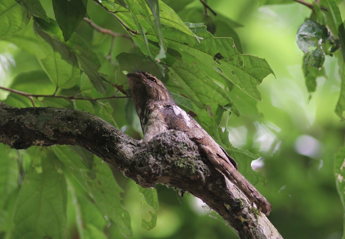 Blyth's Frogmouth (Indochinese) - ML60282081