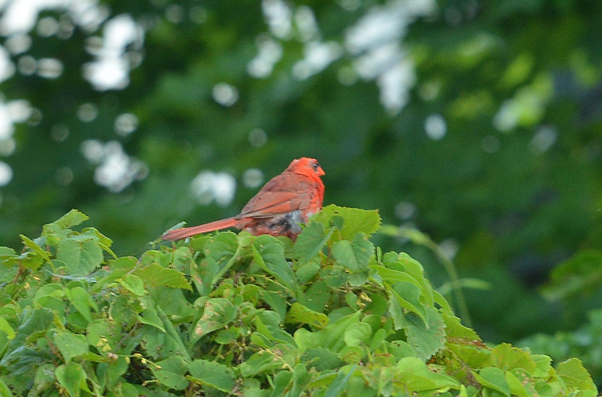 Cardinal rouge - ML602820861