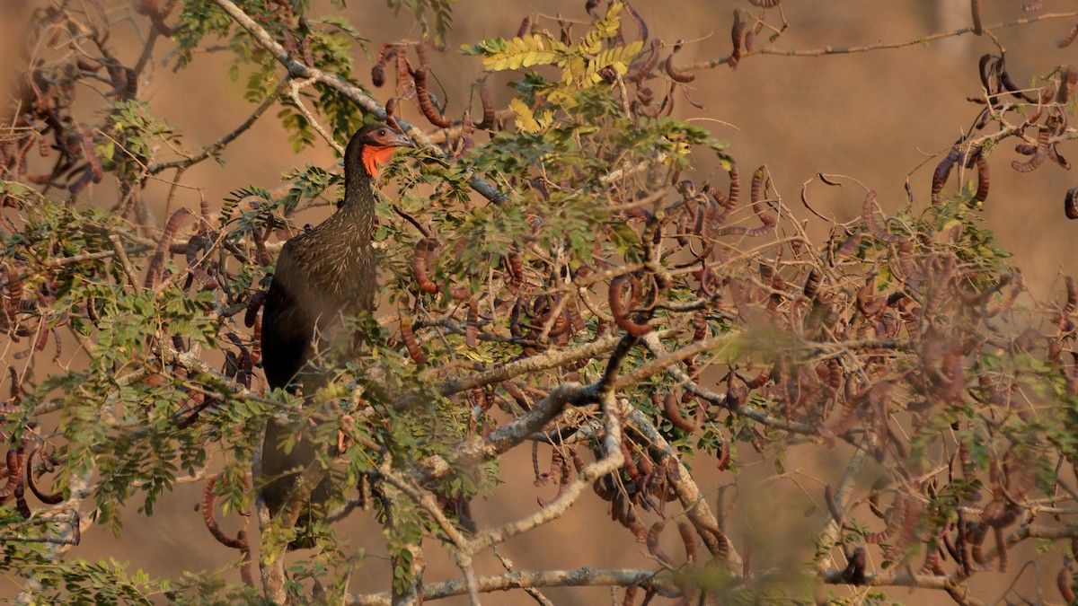White-winged Guan - Miguel Aguilar @birdnomad