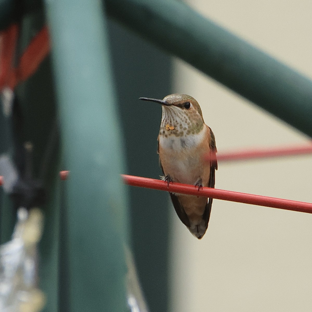 Rufous Hummingbird - ML602835311