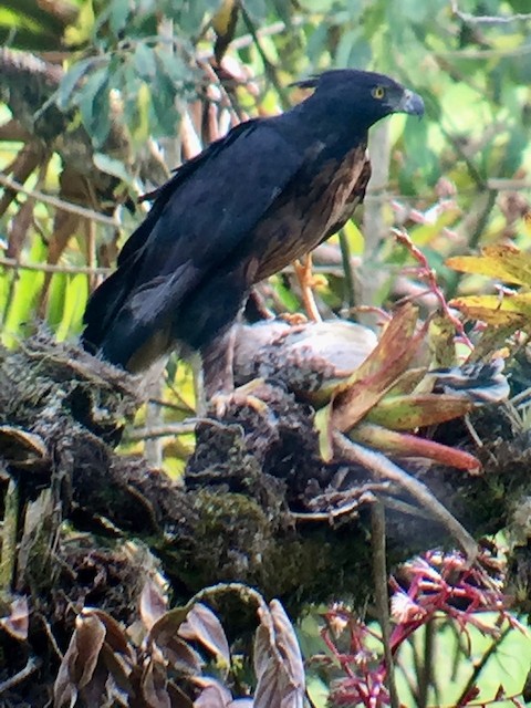 Black-and-chestnut Eagle with chicken prey. - Black-and-chestnut Eagle - 