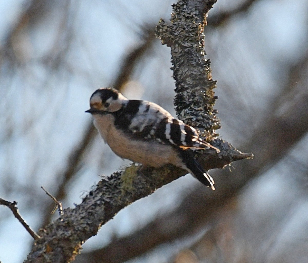 Lesser Spotted Woodpecker - Daniel Murphy