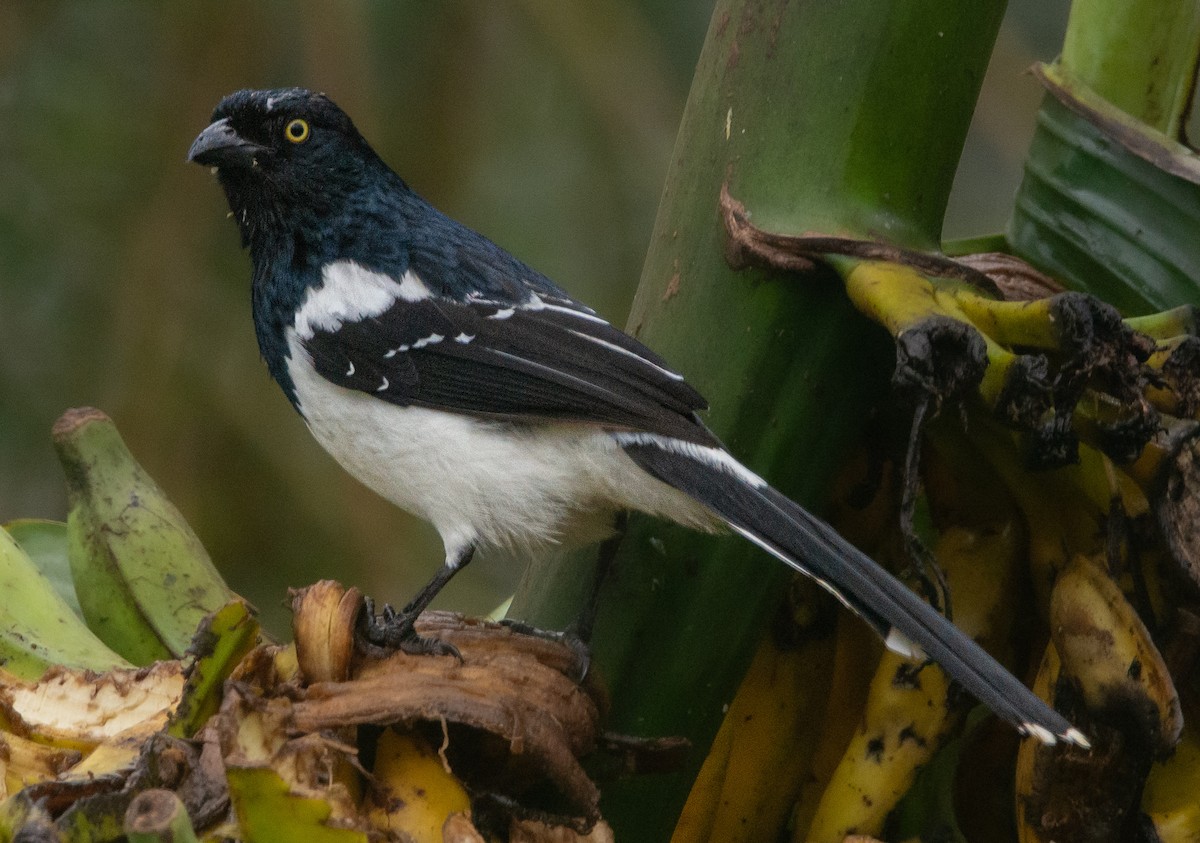 Magpie Tanager - ML602837891
