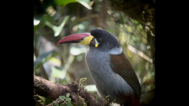 Gray-breasted Mountain-Toucan - ML602838101