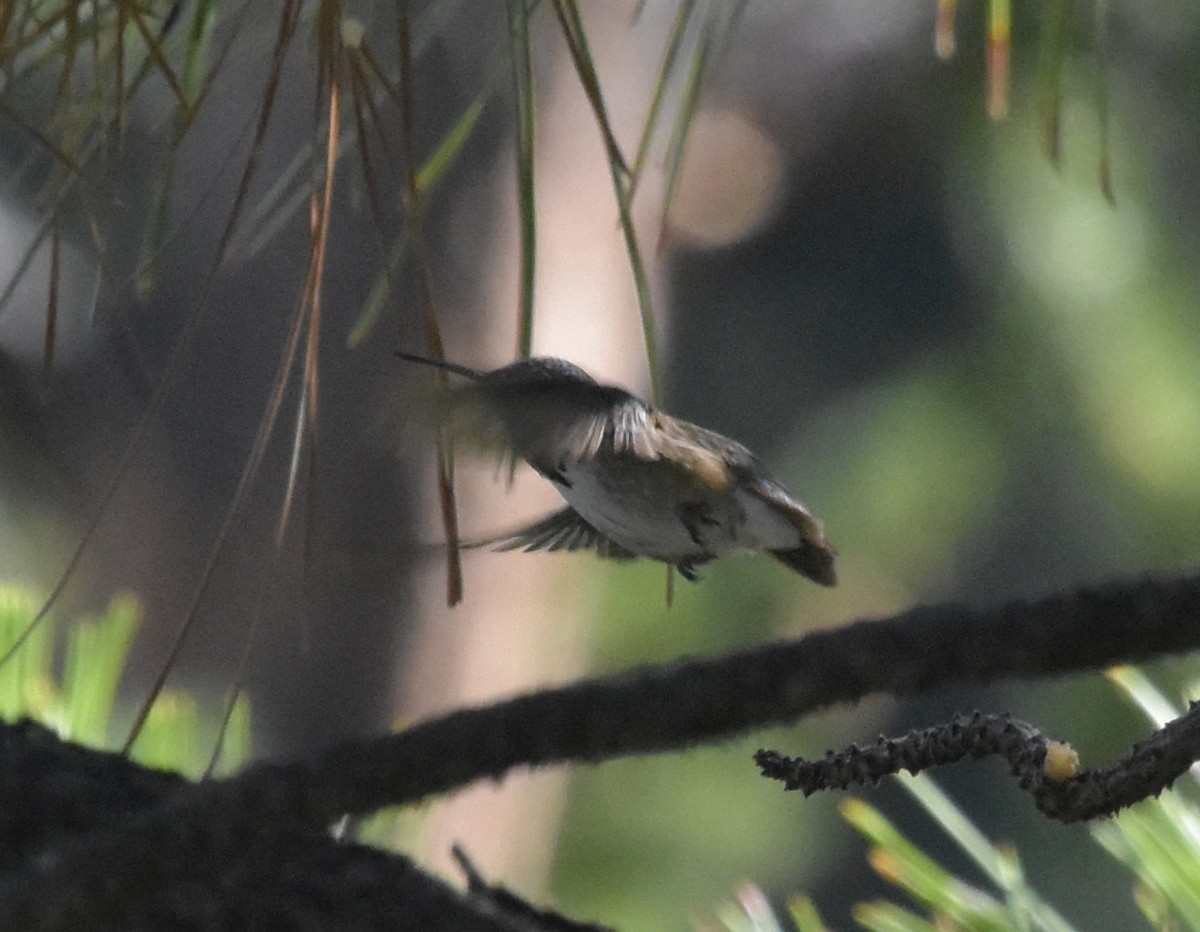 Calliope Hummingbird - ML602838141