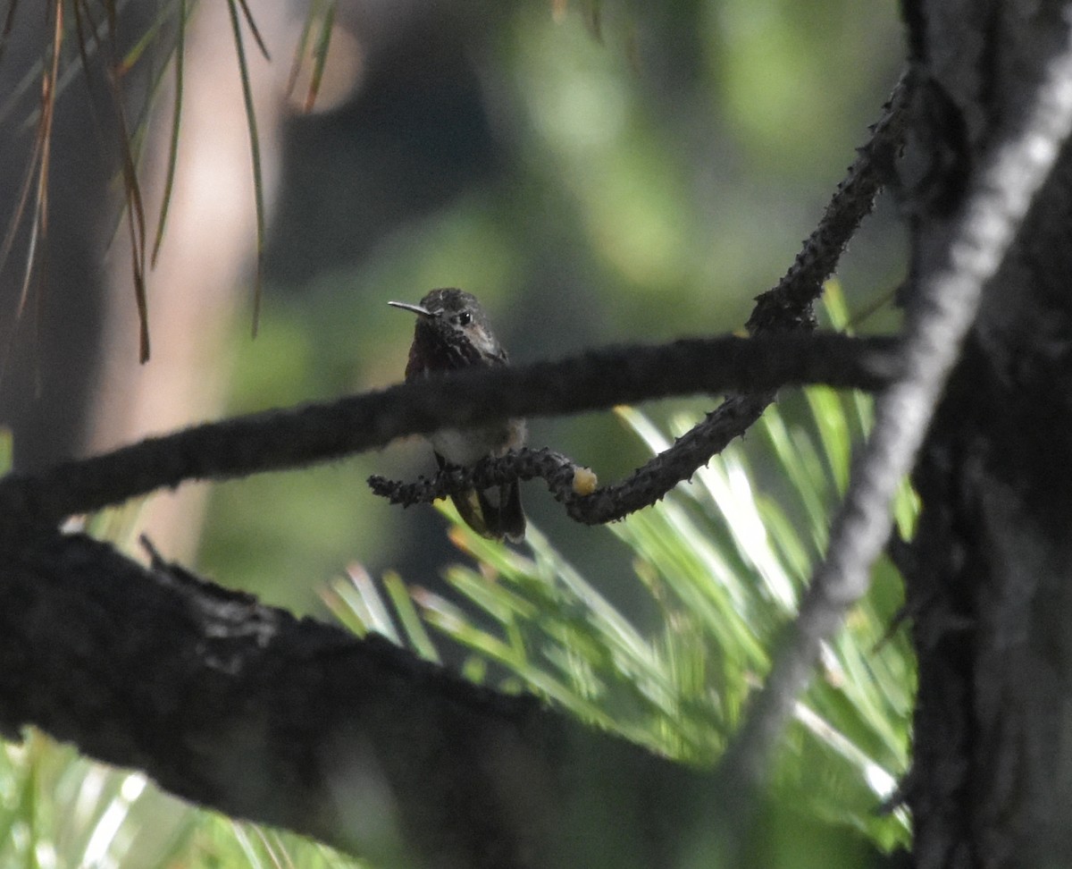 Calliope Hummingbird - ML602838161