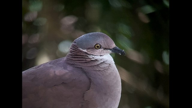 White-throated Quail-Dove - ML602840061
