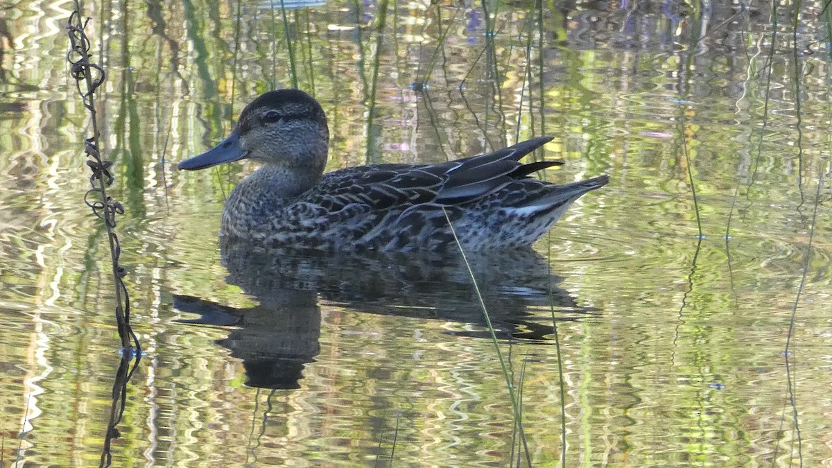 Green-winged Teal - james holdsworth