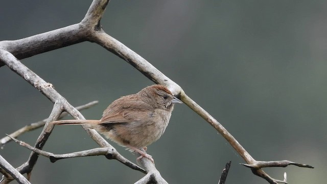 Rufous-crowned Sparrow - ML602845591