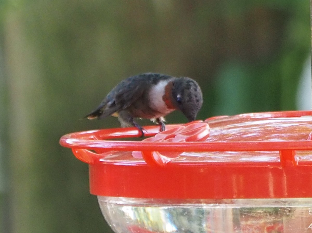 Ruby-throated Hummingbird - ML602856821