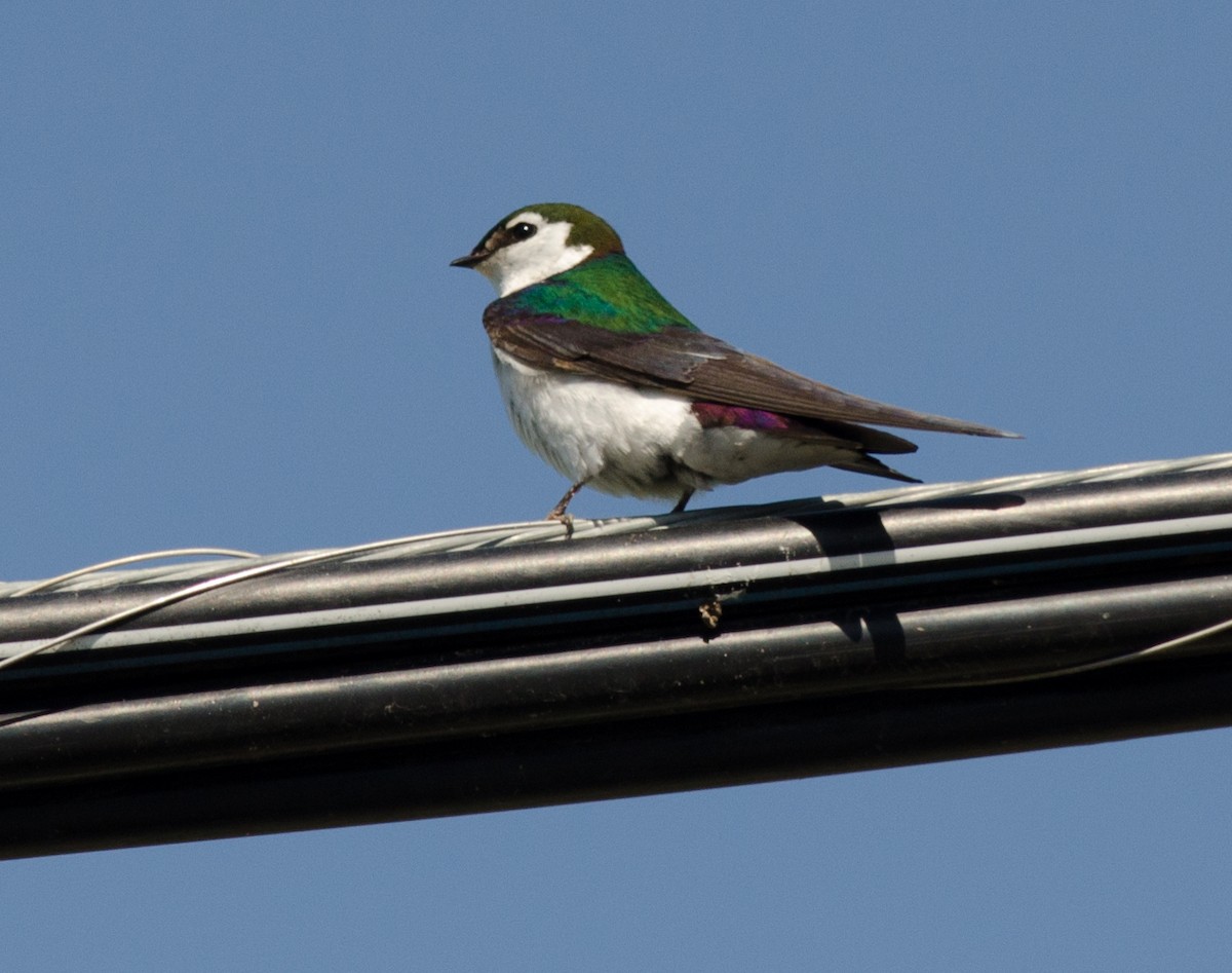 Violet-green Swallow - ML60285931
