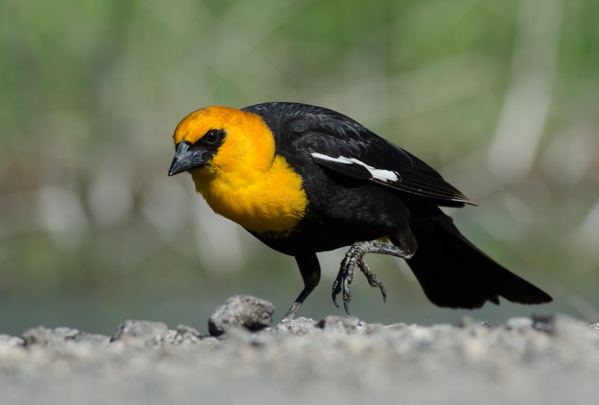 Yellow-headed Blackbird - ML60285941