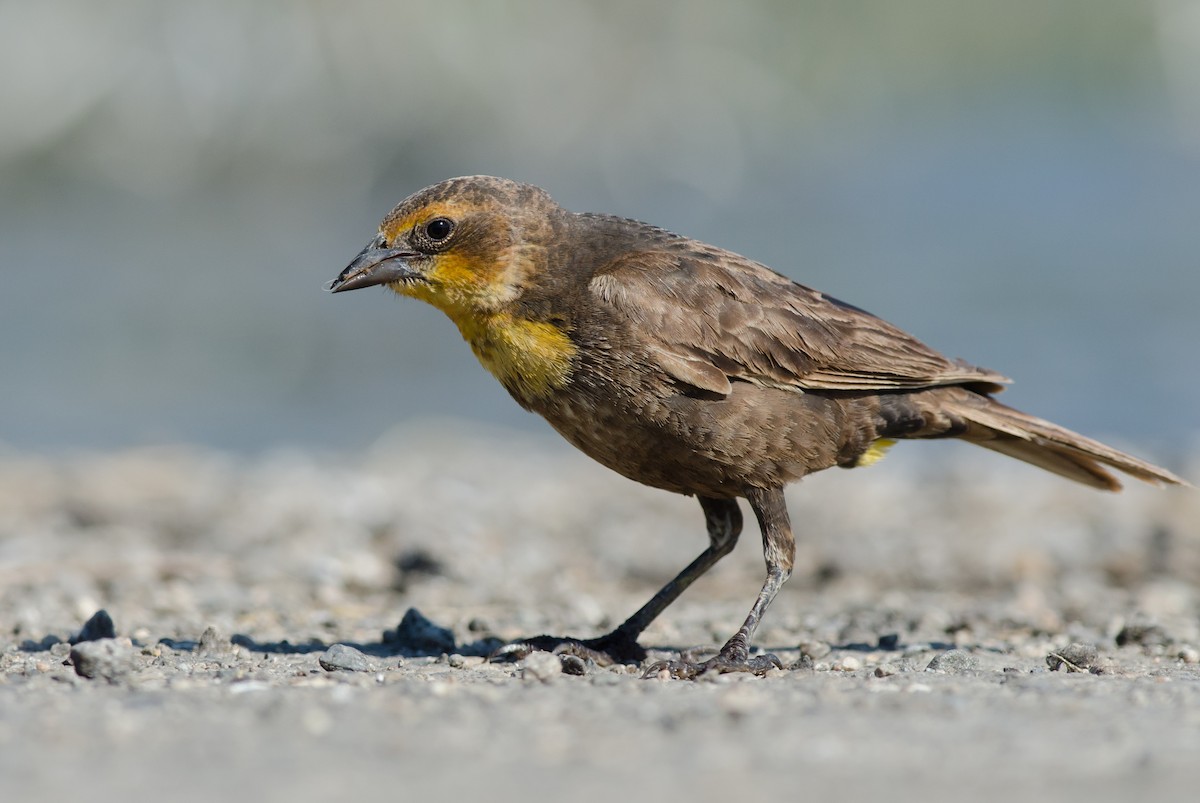 Yellow-headed Blackbird - ML60285961