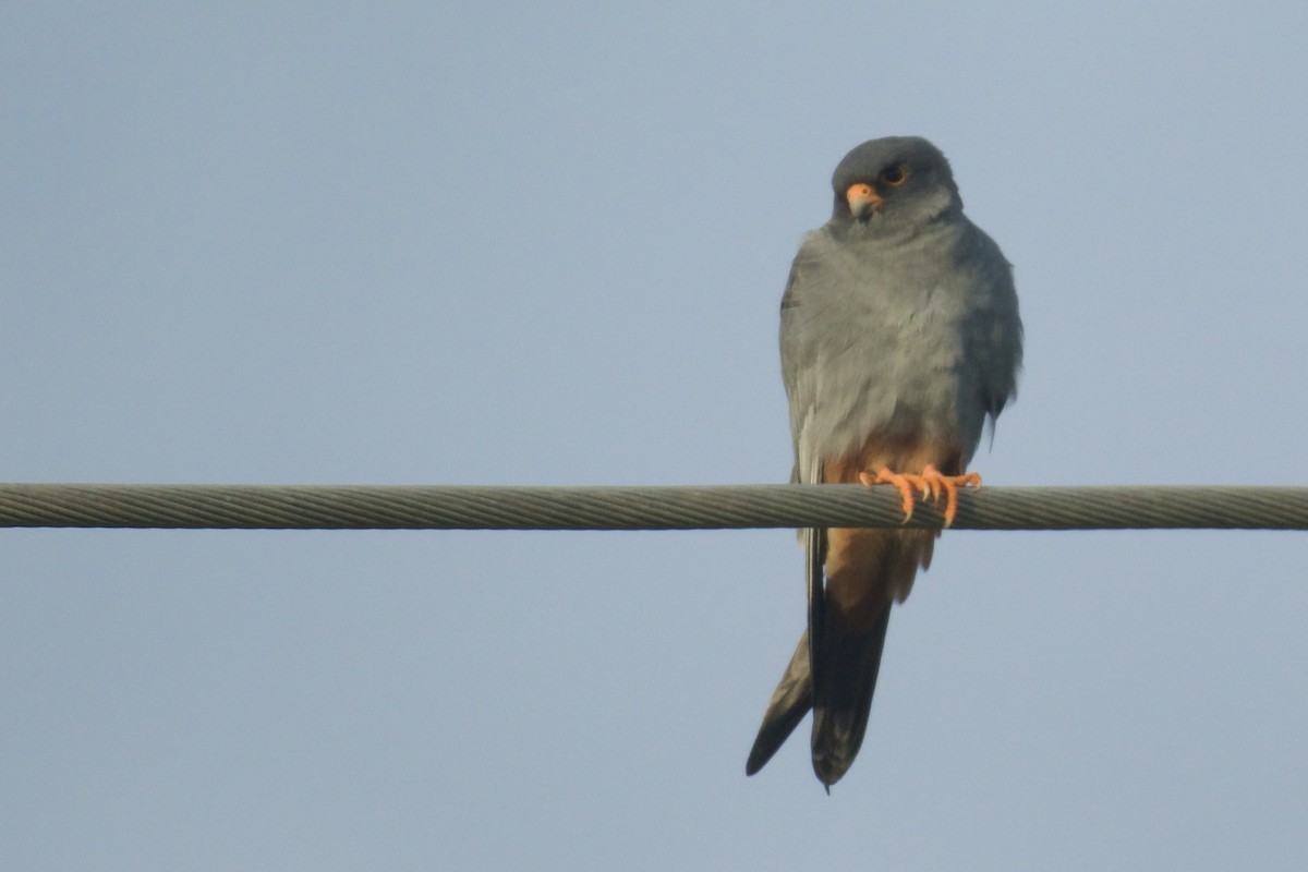 Red-footed Falcon - ML602862601