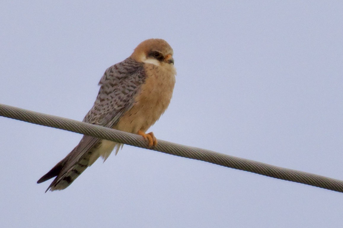 Red-footed Falcon - ML602862791