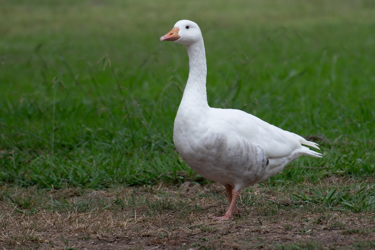 Domestic goose sp. (Domestic type) - ML602863101