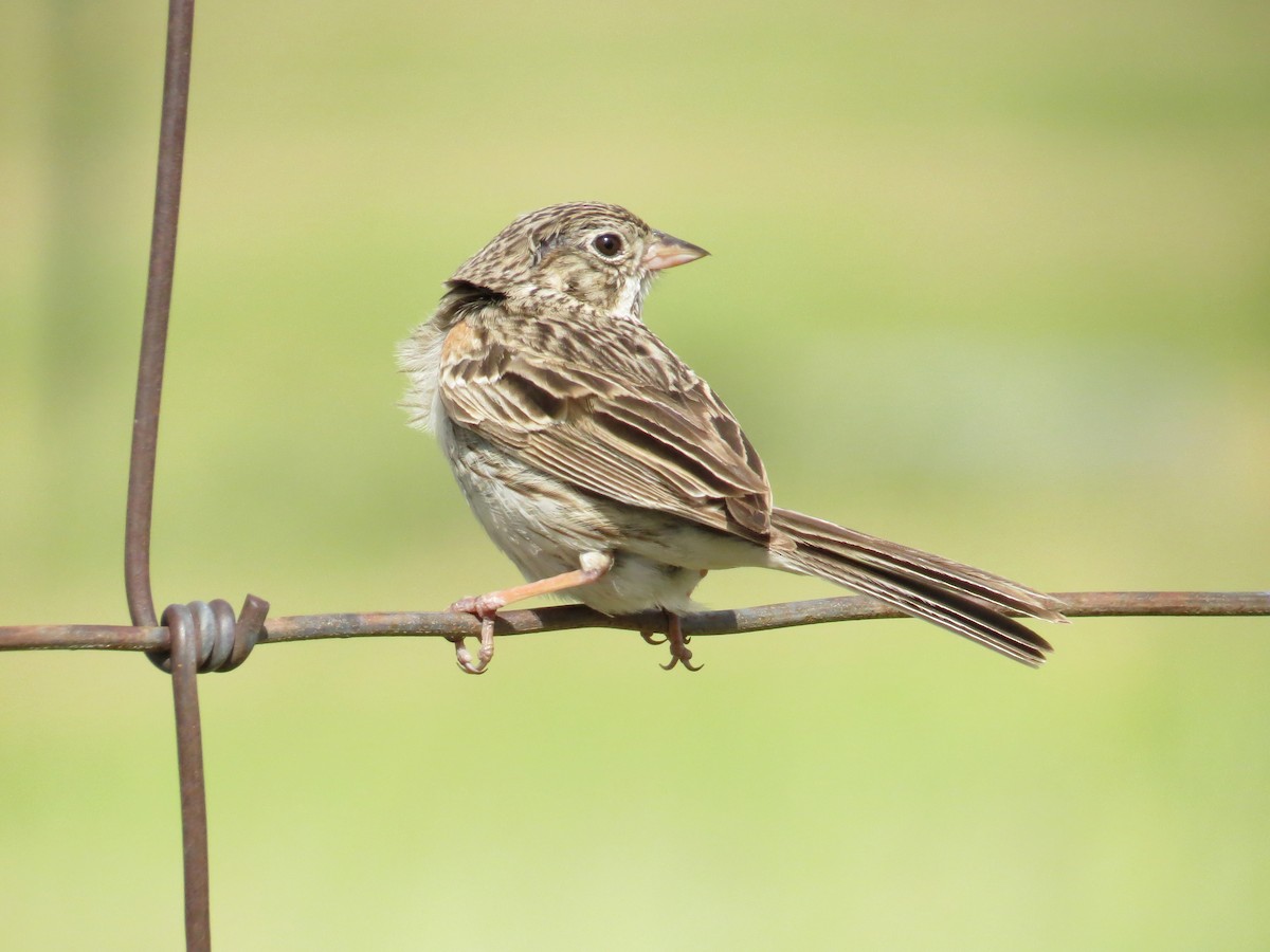 Vesper Sparrow - ML602863361