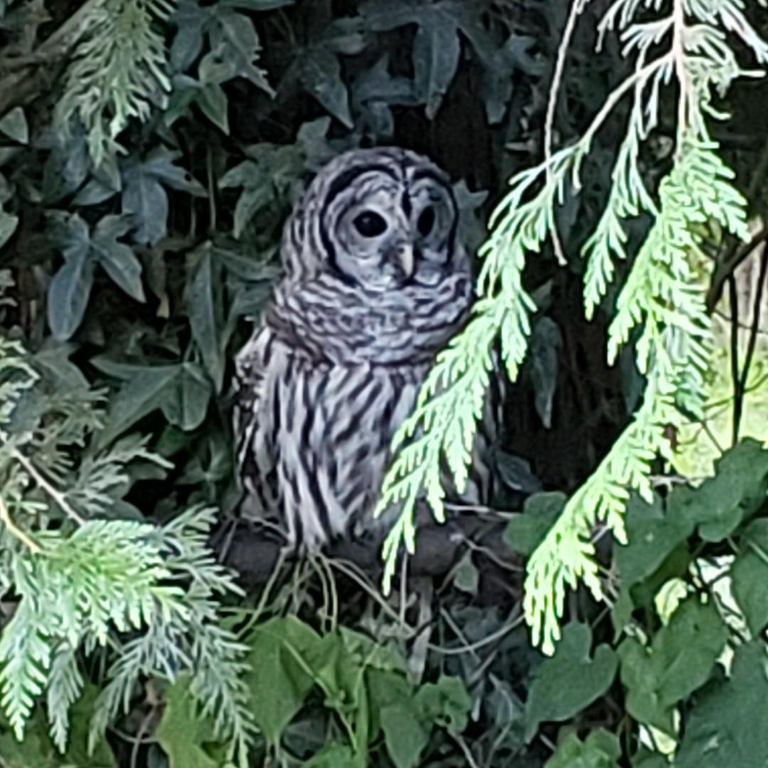 Barred Owl - ML602866461