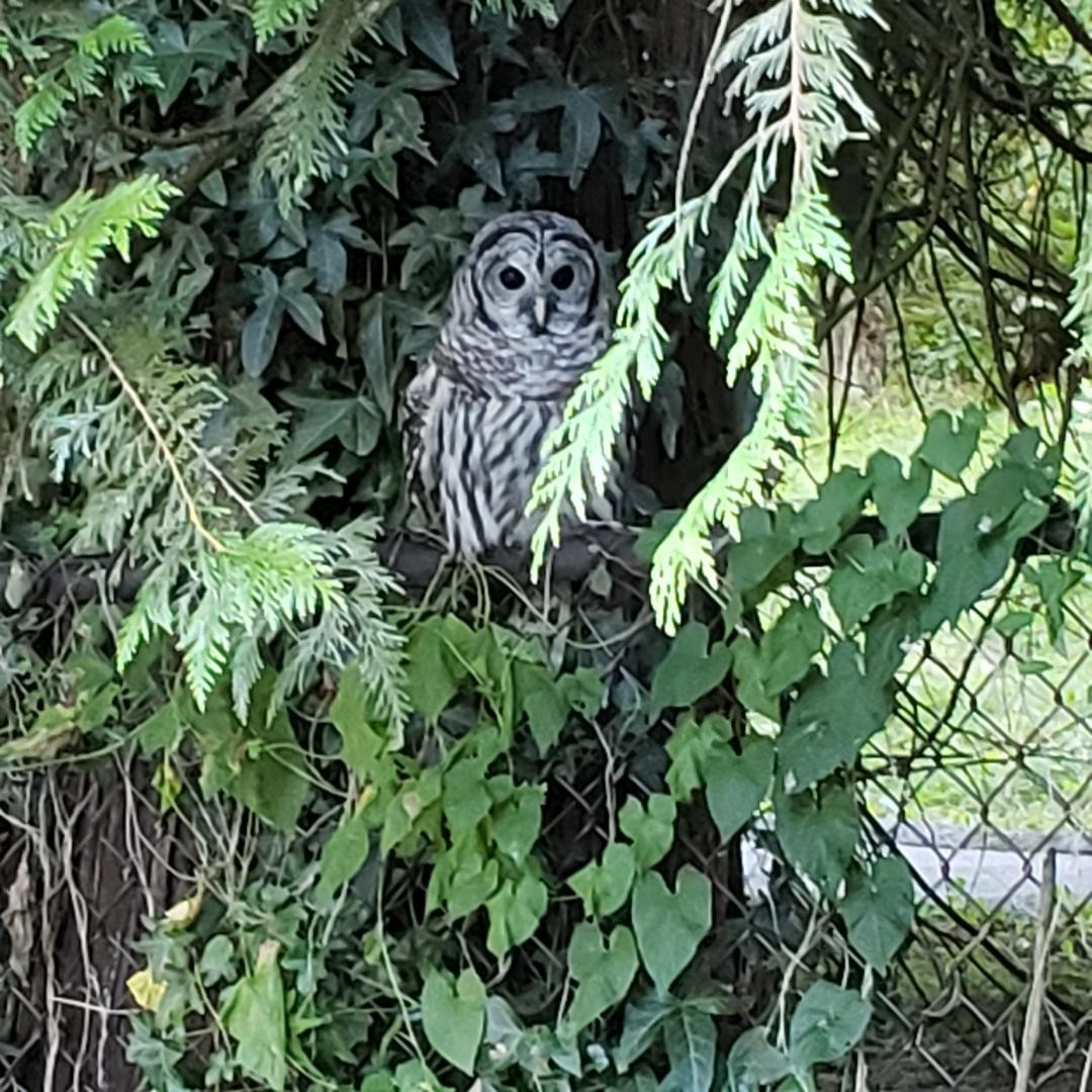 Barred Owl - ML602866471