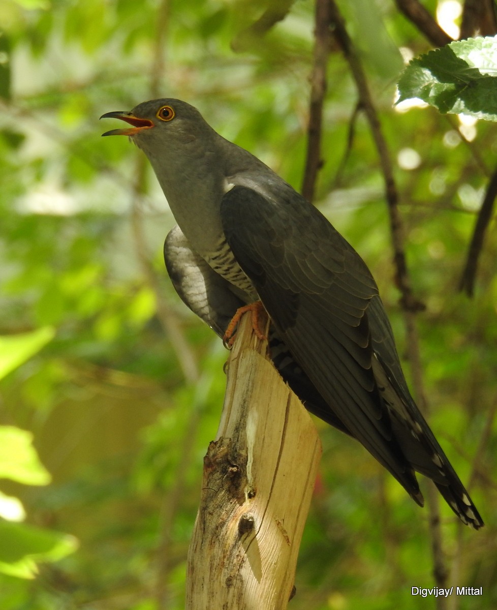 Common Cuckoo - ML60286731