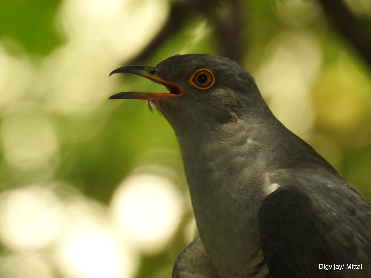 Common Cuckoo - ML60286741