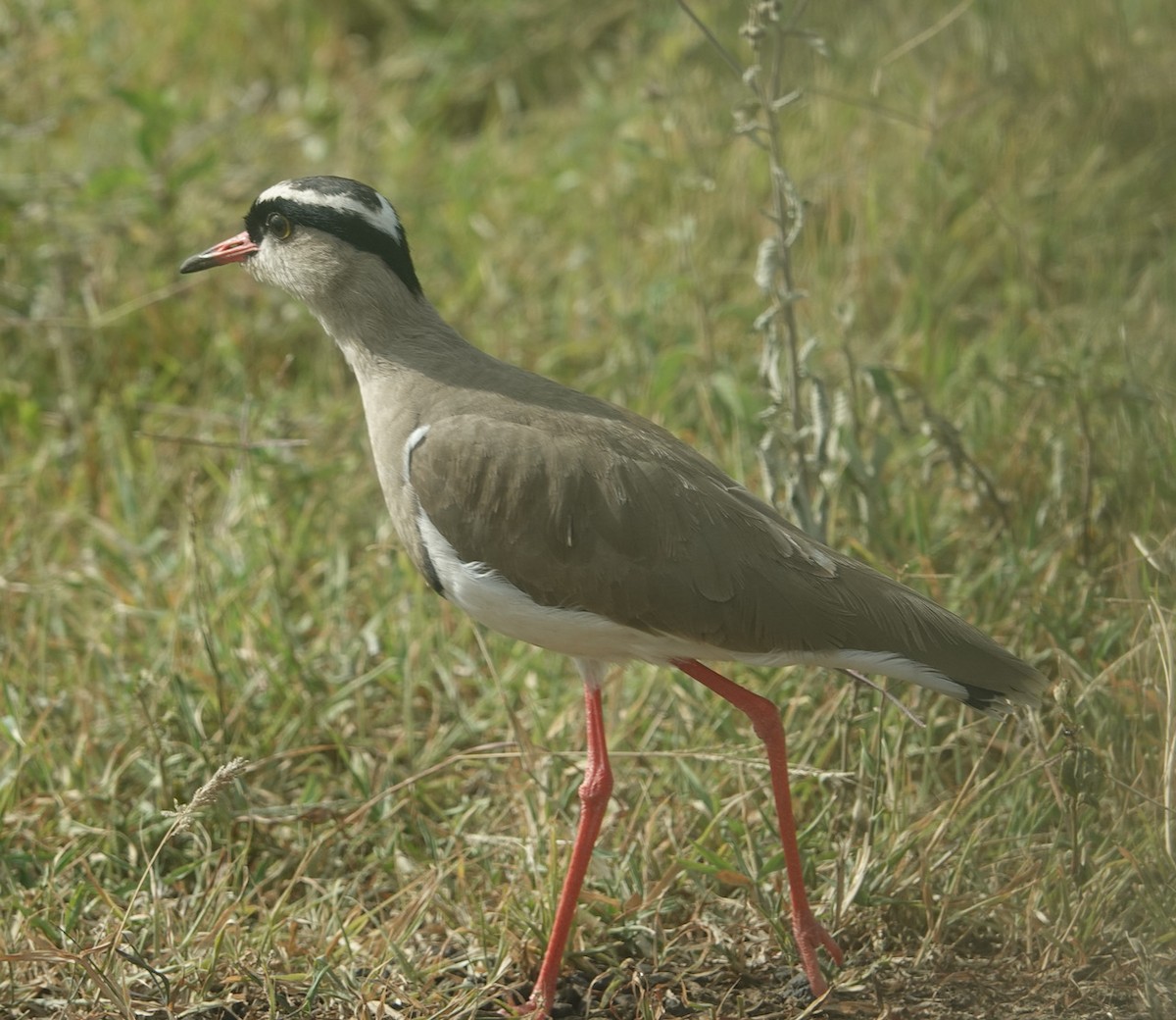 Crowned Lapwing - ML602867651