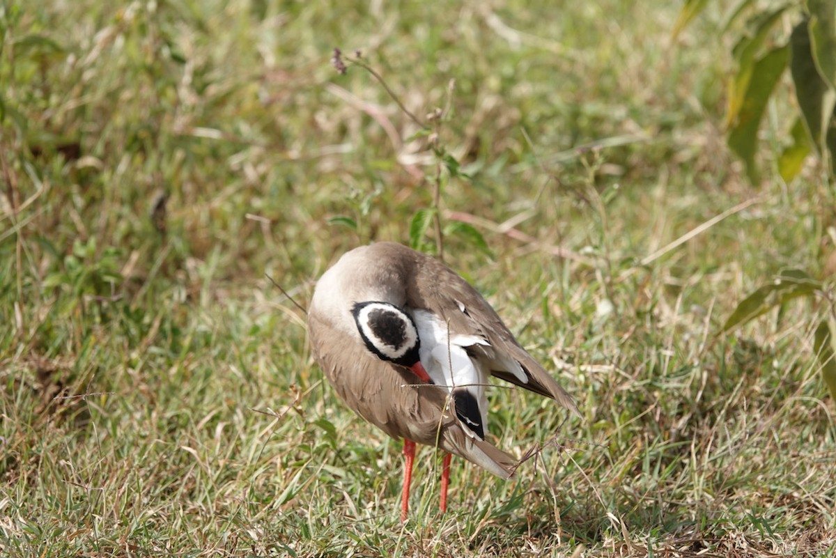 Crowned Lapwing - ML602867751