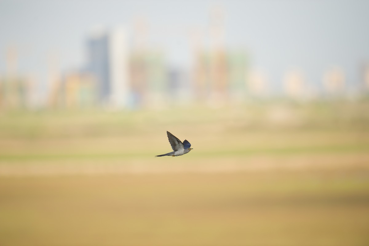 Common Cuckoo - Craig Brelsford