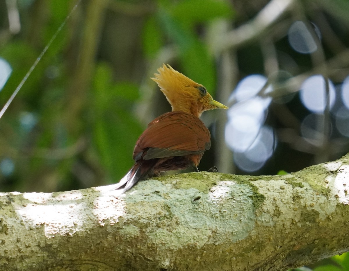 Chestnut-colored Woodpecker - ML602875971