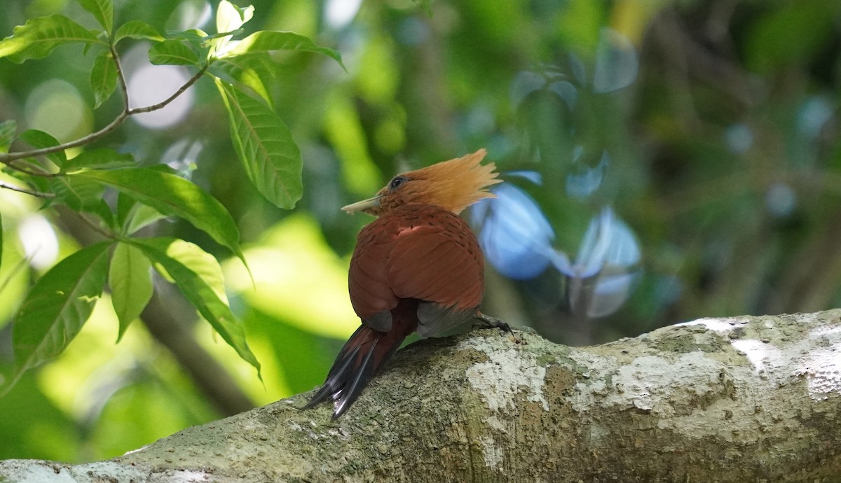 Chestnut-colored Woodpecker - ML602875981