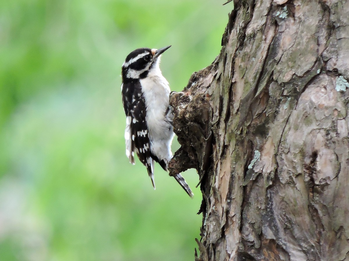 Downy Woodpecker - S. K.  Jones