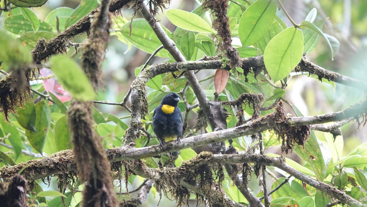 Golden-chested Tanager - Ayde Solarte